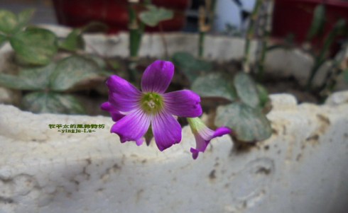 迷人的紫衣酢漿草花